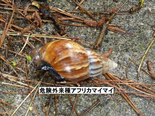 East African Land Snail