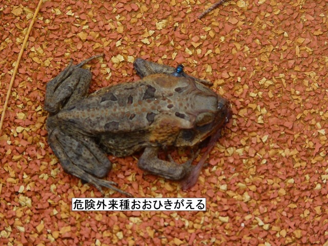 Giant marine toad