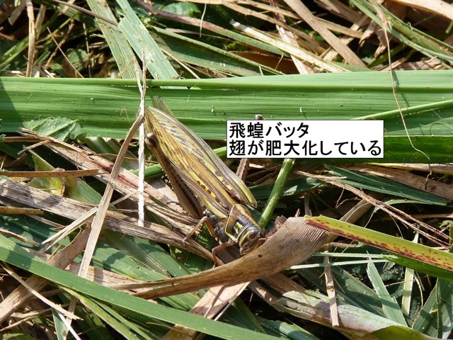 migratoria